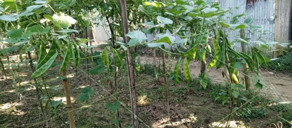 কেরেলা নন্দিনী সীম - Image 5