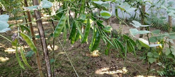 কেরেলা নন্দিনী সীম - Image 4