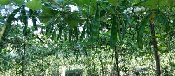 কেরেলা নন্দিনী সীম - Image 3