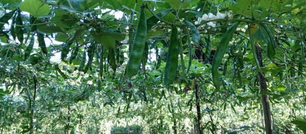 কেরেলা নন্দিনী সীম - Image 2