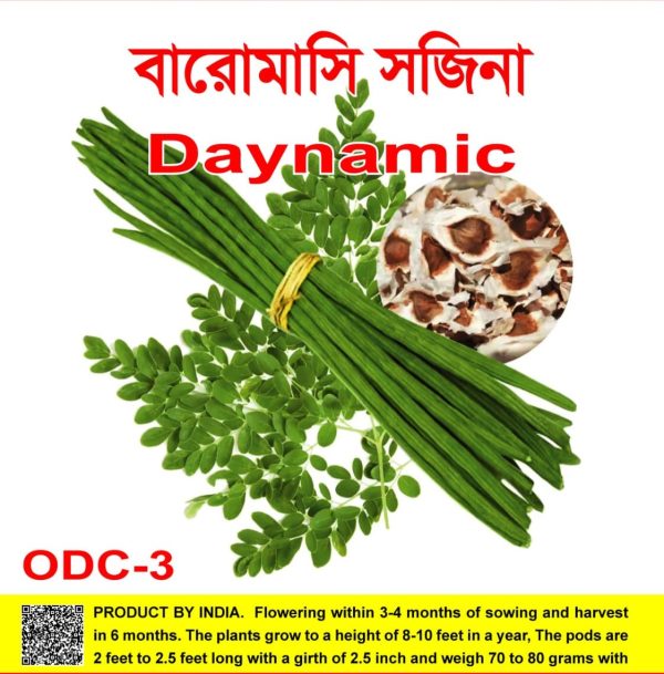 ODC-3 সজিনা