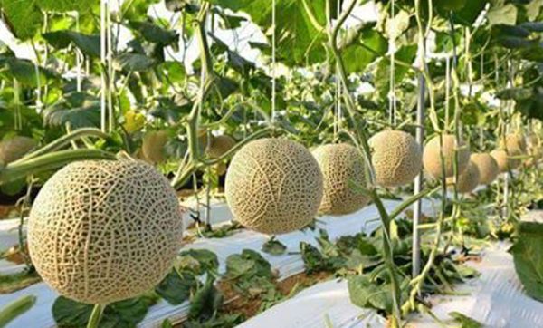 সাম্মাম ফলের বীজ - Image 4