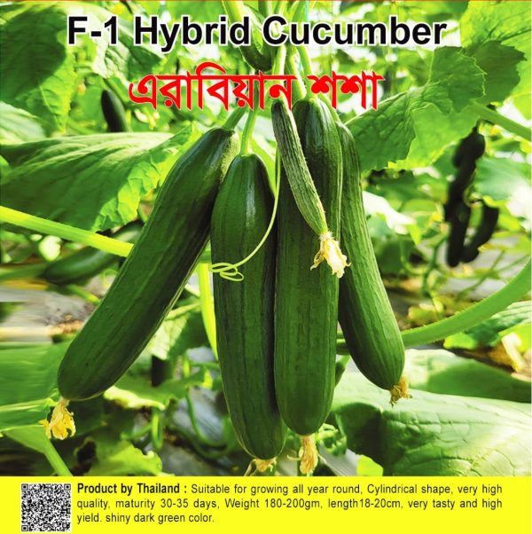 এরাবিয়ান শসা বীজ